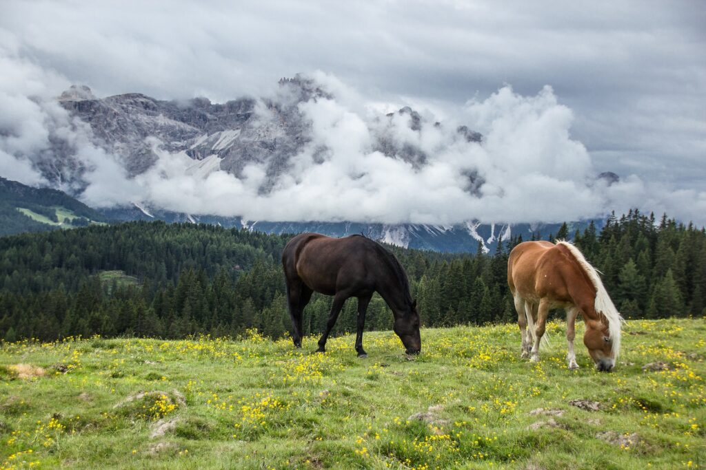 mountain-5092625_1920 horses eating in mountains